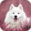 Dog Wallpaper HD APK