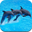 Dolphin Wallpaper 4K APK