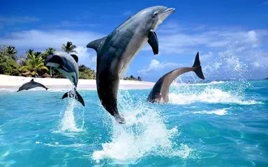 Dolphin HD Live Wallpaper APK download