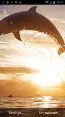 Dolphin Live Wallpaper APK download