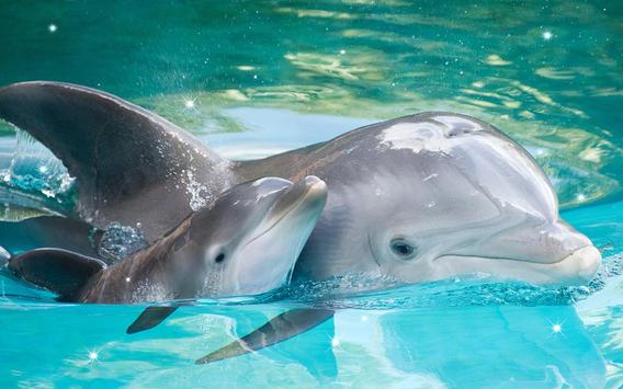Delfino Sfondi Animati For Android Apk Download Questo mare profondo sfondi animati con delfini sfondi animati gratis vi darà la collezione migliore foto. delfino sfondi animati for android
