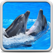 Dolphins Live Wallpaper