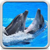 Dolphins Live Wallpaper icon