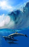 Dolphins Live Wallpaper پوسٹر