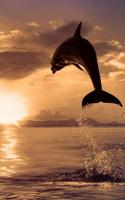 Delfines Fondos Animados captura de pantalla 1