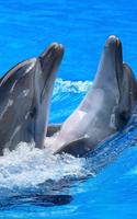 Dolphins Live Wallpaper اسکرین شاٹ 2