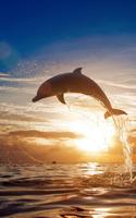 Dolphins Live Wallpaper اسکرین شاٹ 3