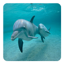 Dauphins Fond Animé APK