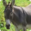 Donkey Wallpaper icon