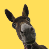 Donkey Stickers