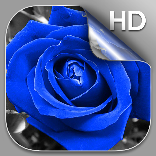 Blaue Rose Live Hintergrund