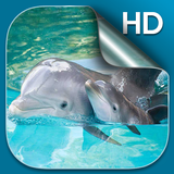 Dolphin Live Wallpaper HD آئیکن