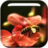 Macro Flowers Live Wallpaper