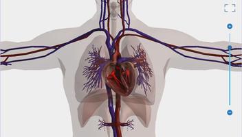 Human Body Anatomy 3D - Free постер