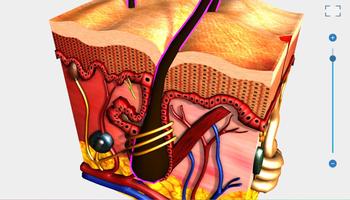Human Body Anatomy 3D - Free скриншот 1