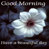 Good Morning Flowers Images Screenshot 2