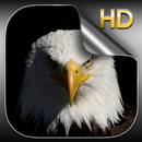 Eagle Live Wallpaper HD APK