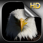 Aigle Fonds D'écran HD icône