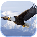 Eagle Live Wallpaper आइकन