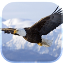 Eagle Live Wallpaper APK