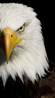 Poster Eagle Wallpaper hd 1080p