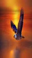 Eagle Wallpaper hd 1080p syot layar 2