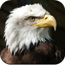 Eagle Wallpaper APK