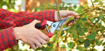 Easy Pruning Guide