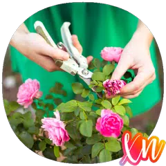 Easy Pruning Guide APK download