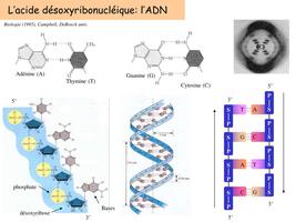 QCM Biologie-poster