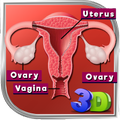 Female Reproductive System 3D