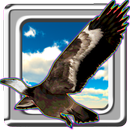 Vulture Hunt-APK