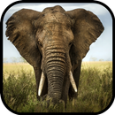 Elephant Wallpapers APK