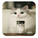 Wallpapers Cats Cute HD Offline APK