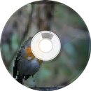 Bird Sounds and Ringtones APK