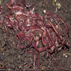 Cultivating Earthworms icon