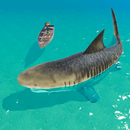 APK Attack Shark 3D