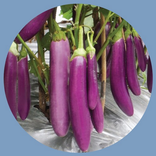 la coltivazione completa melan