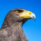 Hawk Wallpaper आइकन