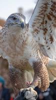 Hawk Wallpaper स्क्रीनशॉट 1