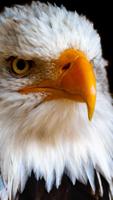 Hawk Wallpaper स्क्रीनशॉट 2