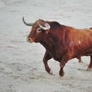 Bull Wallpaper aplikacja