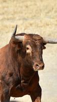 Bull Wallpaper স্ক্রিনশট 3
