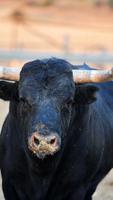 Bull Wallpaper পোস্টার
