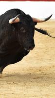 Bull Wallpaper স্ক্রিনশট 1