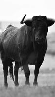 Bull Wallpaper স্ক্রিনশট 2