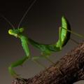 Mantis Wallpaper