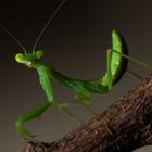 Mantis Wallpaper biểu tượng