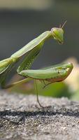 Mantis Wallpaper ảnh chụp màn hình 3