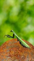 Mantis Wallpaper ảnh chụp màn hình 1